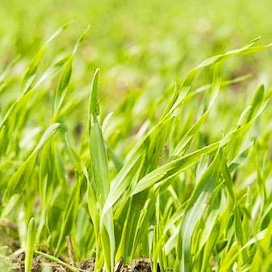 Roundup Gazon Onkruidvrij 1KG 4 Roundup Gazon Onkruidvrij 1KG - Afbeelding 2