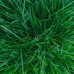 ECOstyle Roofmijt Tegen Bloedluis Bij Gevogelte