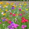 MRS Seeds & Mixtures Bloemenweide Met Graszaad -TuinZaadShop image 208