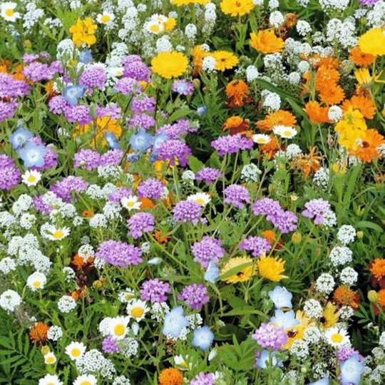 MRS Seeds & Mixtures Rotstuinen Bloemenmix 1 Jarig 3 MRS Seeds & Mixtures Rotstuinen Bloemenmix 1 Jarig