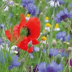 TuinZaadShop -TuinZaadShop image 219