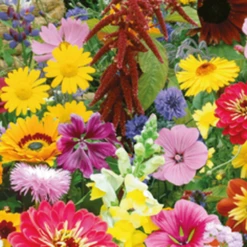 MRS Seeds & Mixtures Tübinger Bijenmengsel