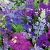 MRS Seeds & Mixtures Zomerbloemen - Blauwe Tinten Mix -TuinZaadShop image 223