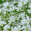 MRS Seeds & Mixtures Hoornbloem - Cerastium Biebersteinii -TuinZaadShop image 224