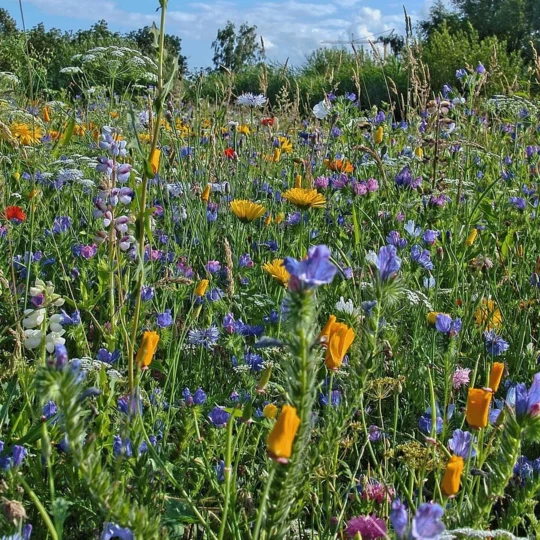 Burgon & Ball RHS Tegelrits 4 Burgon & Ball RHS Tegelrits - Afbeelding 2