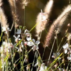 TuinZaadShop -TuinZaadShop image 234