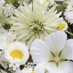 MRS Seeds & Mixtures Zomerbloemen Witte Tinten Mix