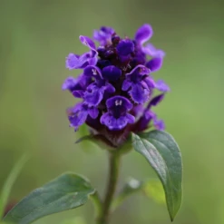 TuinZaadShop -TuinZaadShop image 239