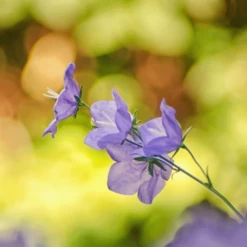 MRS Seeds & Mixtures Bosrand Bloemenmengsel Schaduw Inheems - Meerjarig -TuinZaadShop image 241