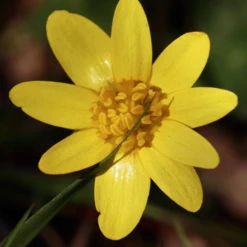 MRS Seeds & Mixtures Bosrand Bloemenmengsel Schaduw Inheems - Meerjarig -TuinZaadShop image 243