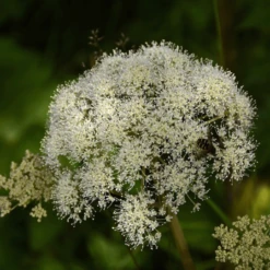 MRS Seeds & Mixtures Bosrand Bloemenmengsel Schaduw Inheems - Meerjarig -TuinZaadShop image 244
