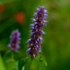 MRS Seeds & Mixtures Dropplant - Agastache Mexicana 'blue' -TuinZaadShop image 248