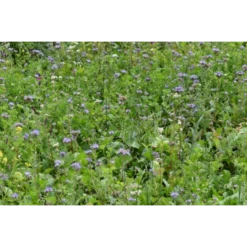 Lord Noords Wildakker Mengsel -TuinZaadShop image 258