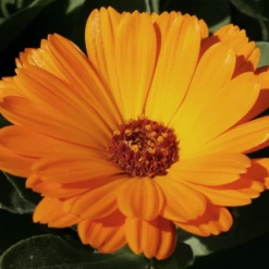 MRS Seeds & Mixtures Biologisch Lieveheersbeestjes Bloemenmengsel -TuinZaadShop image 269