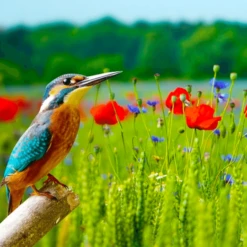 MRS Seeds & Mixtures Vogelaantrekkend Bloemenmengsel