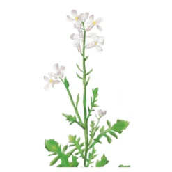 VDS Zwaardherik (Eruca Sativa)