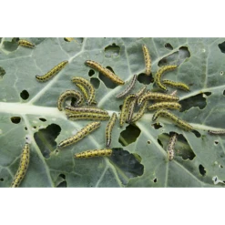 ECOstyle Aaltjes Tegen Rupsen -TuinZaadShop image 299