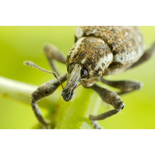 ECOstyle Aaltjes Val Tegen Taxuskever 5 ECOstyle Aaltjes Val Tegen Taxuskever - Afbeelding 3