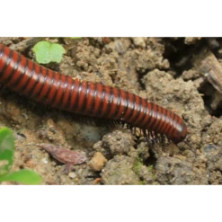 ECOstyle Aaltjes Tegen Miljoenpoten -TuinZaadShop image 318