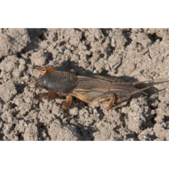 ECOstyle Aaltjes Tegen Veenmollen -TuinZaadShop image 329