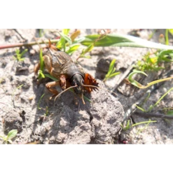 ECOstyle Aaltjes Tegen Veenmollen -TuinZaadShop image 330