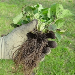 De Wiltfang Foxgloves Original -TuinZaadShop image 400