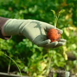 De Wiltfang Foxgloves Original -TuinZaadShop image 401