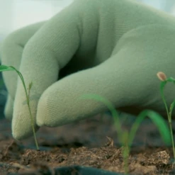 De Wiltfang Foxgloves Original -TuinZaadShop image 402